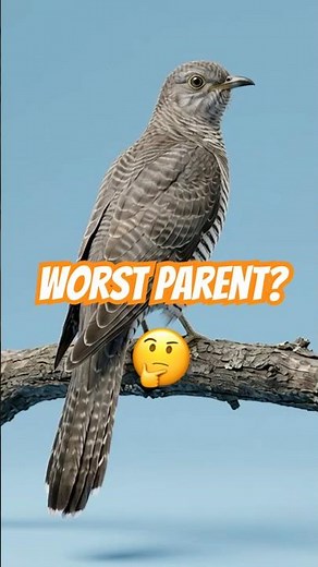 This Bird Never Raises Its Own Babies 🐦🥚