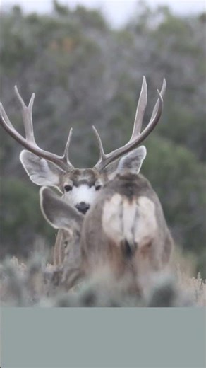 Big-Tined Muley from Utah