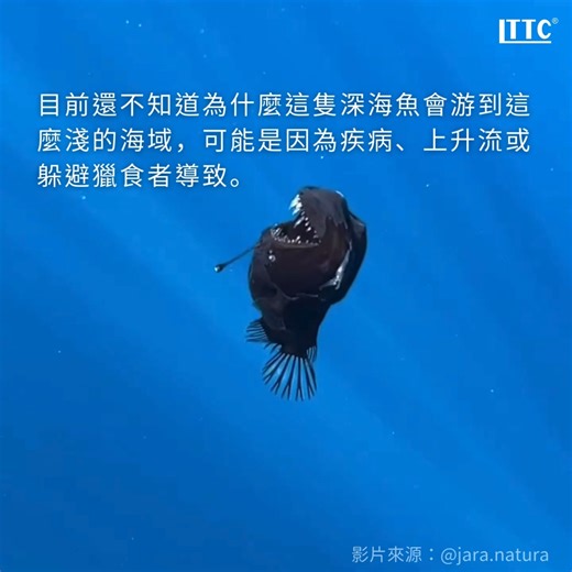 尖尖的牙和頭頂的小燈籠，黑角鮟鱇魚是著名的深海魚成員，最近居然在淺海被目擊！ 首隻黑角鮟鱇魚（又稱黑魔鬼魚）被發現出現在照得到日光的淺海區，距離海面僅2公里！這種魚種通常生活在海平面以下 15,000 英尺的海域，這個深度被稱為半深海區或「午夜區」，這裡的動物生活在永恆的黑暗中，唯一的光源來自生物光。 目前還不知道為什麼這隻深海魚會游到這麼淺的海域，推測可能是因為疾病、上升流或躲避獵食者導致。 ▍anglerfish (n.) 鮟鱇魚 ▍abyssal (adj.) 深海的 ▍midnight zone (bathypelagic zone) 午夜區；半深海區 --- 🔹全民英檢 中級聽讀 報名中 測驗日期｜2025/ 5/ 10（六） 手刀報名｜https://bit.ly/3ZUYm88 🔸全民英檢i學網 考前練習好夥伴 立即體驗｜https://prep.gept.org.tw #LTTC #GEPT #全民英檢 | 全民英檢 GEPT