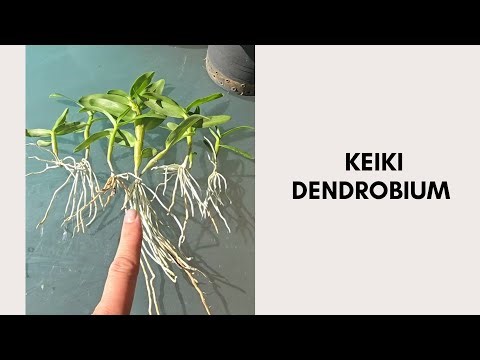 Aqui tenéis los keikis de mi Dendrobium