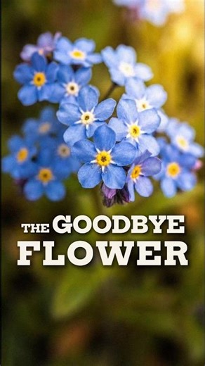 Forget-Me-Not 🌸 Why It Meant “Remember Me”