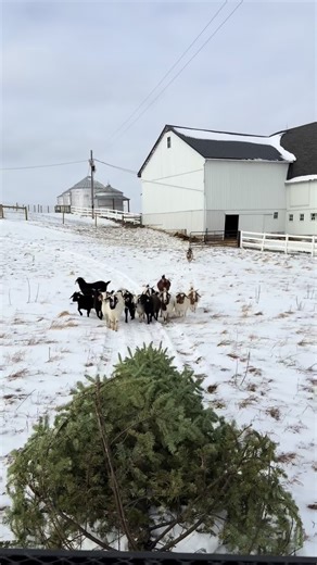 Tis’ AFTER the season! Not sure what to do with your dying real #Christmas tree? Find a #goat owing friend and bless their four legged friends with a new years #treat #goatsoftiktok #homesteading