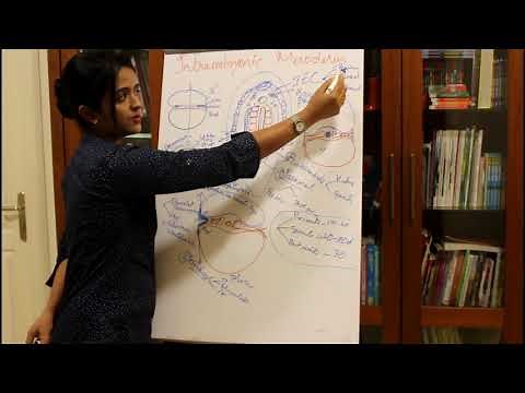 THE INTRAEMBRYONIC MESODERM AND ITS DERIVATIVES -HUMAN EMBRYOLOGY BY DR ROSE JOSE MD DNB MNAMS