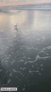 130K views · 133 reactions | These baby sea turtles make their way into the Atlantic Ocean. | The National Desk - TND | Facebook