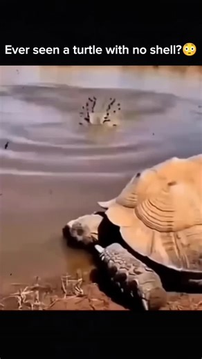 Global Fun & facts on Instagram: "Modern turtles cannot live without their shells because they are part of the skeleton, with ribs and spine fused to them. However, a prehistoric, shell-less turtle ancestor (Eorhynchochelys sinensis) existed 228 million years ago. Today, softshell turtles have rubbery, flexible carapaces rather than hard shells. Key Facts About Shell-less Turtles: Prehistoric Ancestors: Fossils show early turtles, like Eorhynchochelys sinensis, had beaks but lacked both top and 