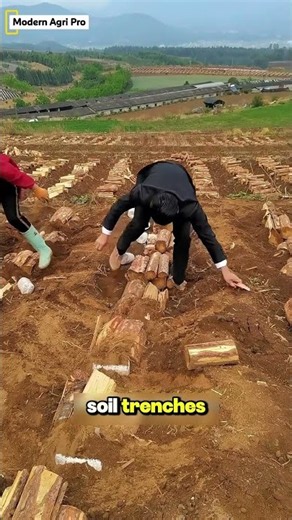 Why Farmers Bury Wood Underground: The Secret to Growing Fuling Fungus!