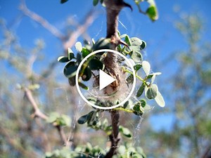 ScienceTake | Unlocking Spider Secrets