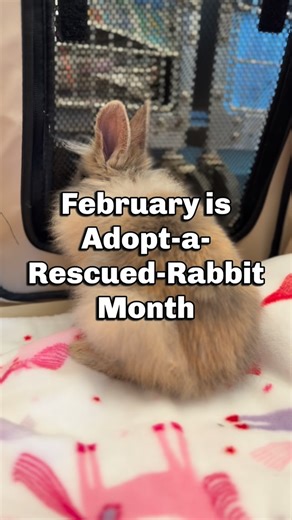 City of Mission Viejo on Instagram: "🐰Hop over to @missionviejoanimalservices this National Adopt-a-Rescued-Rabbit Month and meet Jackie and Wison – two sweet young bunnies waiting for their forever homes. Adopt-a-Rescued-Rabbit Month’s purpose is to raise awareness about the countless rabbits in shelters and rescues and to dispel common myths about pet rabbits. Rabbits often go unnoticed in the animal adoption world, leading to many being surrendered or abandoned. People often believe rabbits 