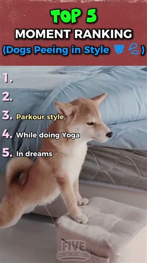 Top 5 Dogs Peeing in Style 🐶💦 #funny #lol #dogs