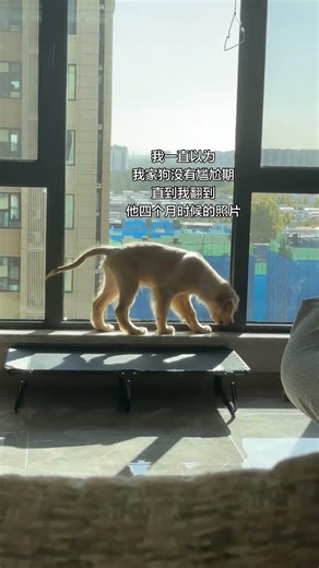 Unleash the Joy: My Big-Tailed Rat Adventures