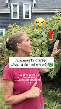 How To Deal With And Treat Japanese Knotweed