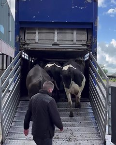 4.3K views · 117 reactions | A Full load of fresh calved heifers and cows heading off to their new home in Ballymoney Co Antrim. If you require similar, phone the office on 044 9356200 or Alan on +353 (87) 116 6045. | cows.ie - David Clarke Livestock | Facebook