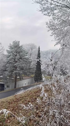 Frozen Winter Trees in Switzerland ❄️🇨🇭 | Magical Snow & Ice Walk #shorts