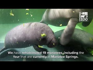 Manatee Springs is 20 Years Old - Cincinnati Zoo