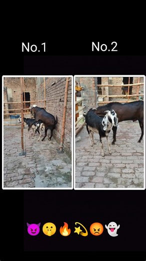 AZ goats farm breeding video on TikTok