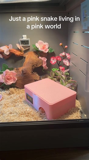 Blossom's New Enclosure: A Pink Snake's Paradise