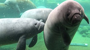 Federal officials could reclassify manatees as an endangered species again