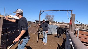 Watch as Greg and Kendal sort through 2 pens of cattle! We are a backgrounding operation, so we sell our cattle in large groups that are the same size to be fed out. This is part of the process! | Peterson Farm Bros