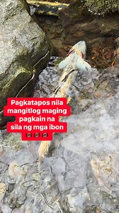 2.3K reactions · 13 shares | Life cycle ng salmon #reels #fish #salmon #nature | Nanay Chel | Facebook
