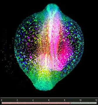 Zebrafish Development