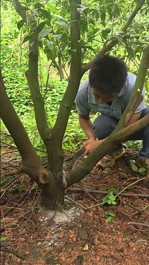 🌱✂️ Tree Pruning: Cutting a Large Branch with a Hand Saw for Better Growth#shorts