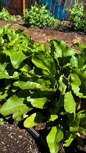 Pro tips for growing bigger better beets. You dont have to do this, bu... - Garden Tips 💚🌿 #plants #garden | The Gardening Guru