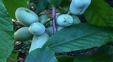 Pawpaw Growing Guide - One Green World
