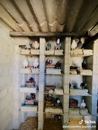 ❤️‍🔥 #Biscoitocut #CapCut #pigeons #srilanka🇱🇰 #palliyawatta_pigeon_Loft🕊🍃 c