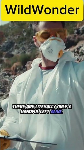 Yangtze Giant Softshell Turtle – The Rarest Turtle on Earth