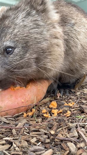 Sound on for some wombat ASMR. 📸 Supervisor Mila | Halls Gap Zoo
