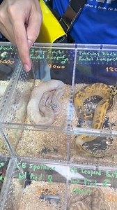 Ivory enchi pastel leopard #ballpython #Python #งู #งูบอล #งูบอลไพธอน #งูหลามบอล #Fisherserpent | Fisher Serpent