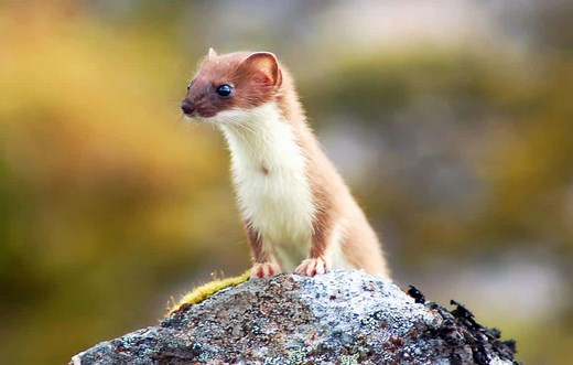 What Do Weasels Eat? 12 Foods They Prefer