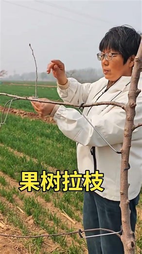 Fruit tree branch shaping machine #fruit tree branch shaping machine #fruittree planting