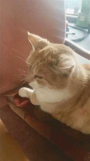 Cat1st #funny #comedy #william #violette1st #bill #rage