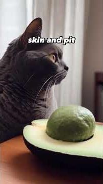 #cat #pet #dangerous #food #Shorts #surprising.facts6