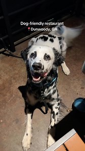 We finally went to @lazydogrestaurants in Dunwoody, GA, right outside of Atlanta! I knew it was dog-friendly but I didnt think it was THIS dog friendly 🤍 #dog #dogfriendly #atlanta #dogfriendlyrestaurant | Ryderthedal