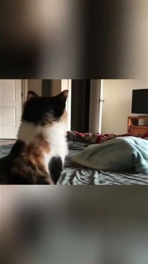 Cats vs Magic Tricks… Their Brains Literally Break 🤯🐾