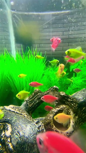 #fish #aquascapegallery #aquarium #aquariumfish #exoticaquariumfish #aquariumlife #megaquarium