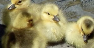 Out & About: Gorgeous photos of nature in Central Oregon