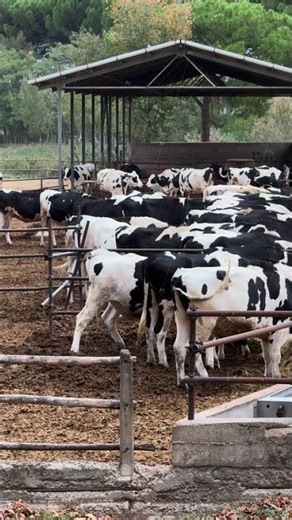 Dairy cows in a sheltered pen on a farm with a metal roof and rural fencing