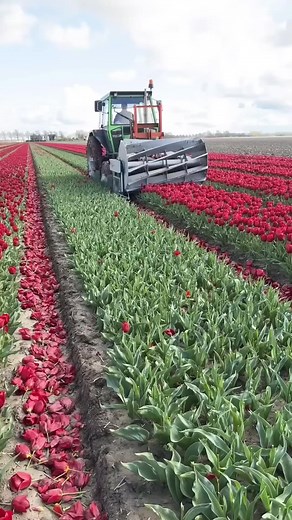 Perawatan Bunga Tulip: Tips dan Fakta Menarik