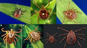 The five ticks you could encounter in Ohio