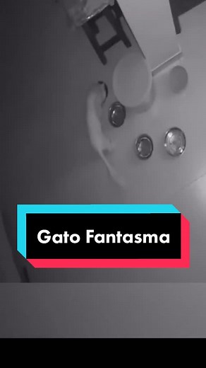 Gato Fantasma 😨👻😾 #creepypastas #gatofantasma #fantasma #videosdeterror #paranormal #terrortiktok #insomnio #miedo #macabro #miedoyterror #brujeria