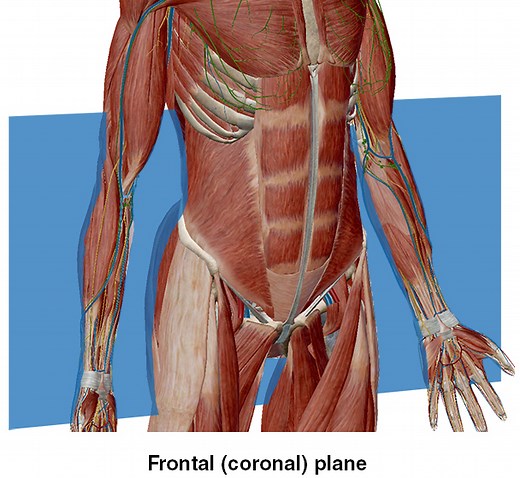 Anatomy and Physiology: Anatomical Planes and Cavities