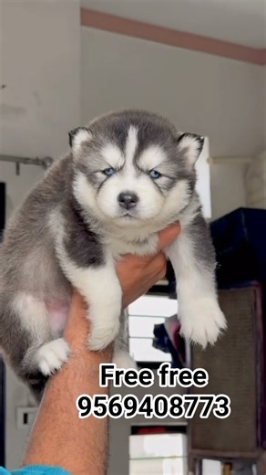 Siberian Husky puppy free adoption available#dogbreed