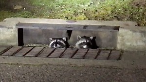Raccoons can get into really weird places