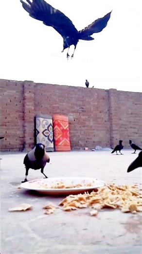 Hungry Crows Attacking On Food 🍲 🍲 😅 #shorts