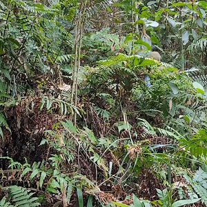 17 year old single mother makes kitchen cabinets and harvests vegetables to make traditional pickles | Primitive wilds Life