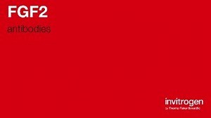 FGF2 antibodies from Thermo Fisher Scientific