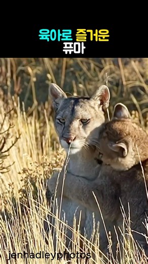 A Puma Enjoying Parenting #Animals #Puma